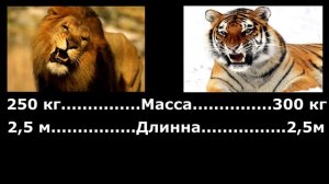 VERSUS  Лев против Тигра, кто сильнее؟