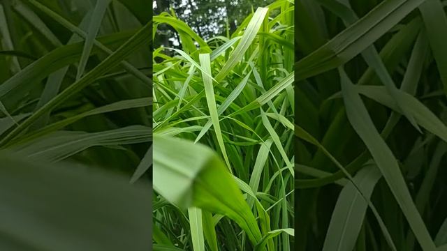 Mizukuchiine Early Harvest, Java Long Grain flowering смотреть онлайн