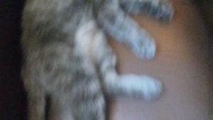 сижу с моей кошкой