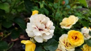 роза спрей Машад (Mashad)