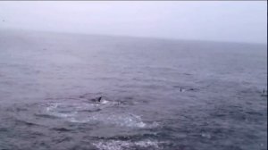 Киллер Океана в деле... Всем приятного просмотра.