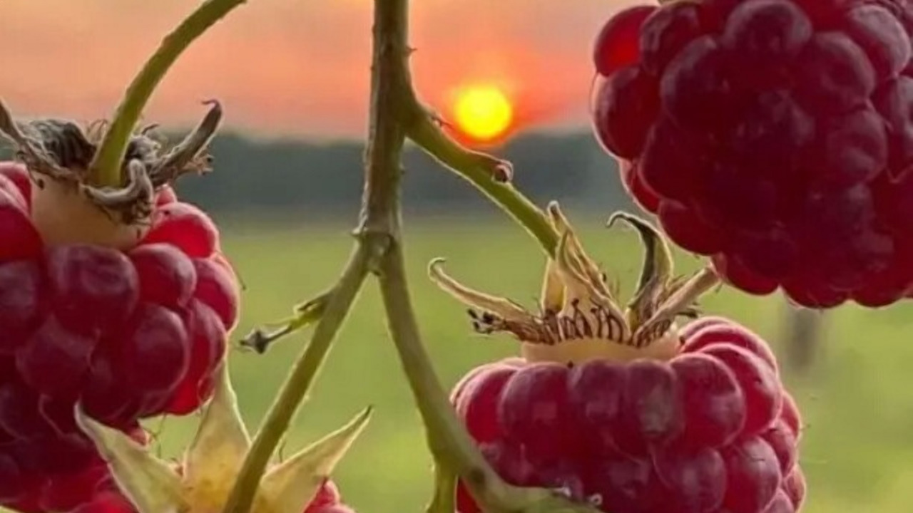 Ягода малина смотреть онлайн