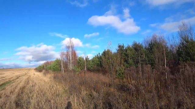 Охота с гончими 2023!!!! Первый выход пока без добычи !!!! смотреть онлайн