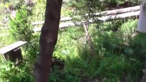 На заимку к Агафье Лыковой из Саяногорска Хакасия 05.08.2016 1 часть