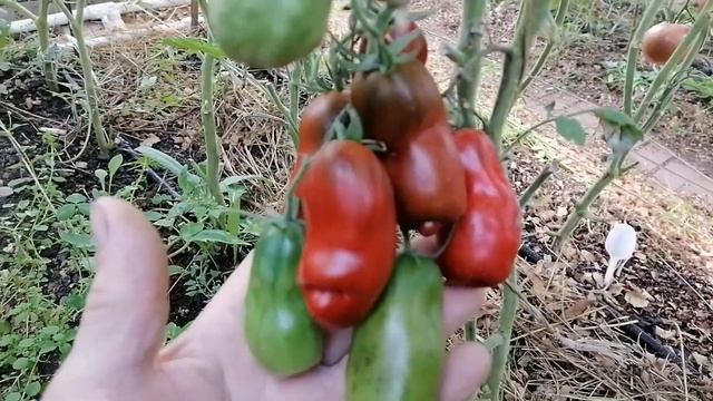 Томат Дальний космос (Deep Space). смотреть онлайн