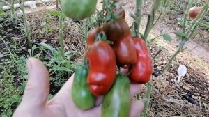 Томат Дальний космос (Deep Space).