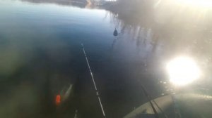 Ловля судака на кильку в коряжнике на Дону