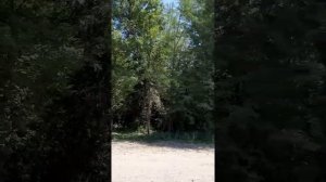 Лес в Узбекистане Андижанский обл гр Асака 2021г (Асака Лес)