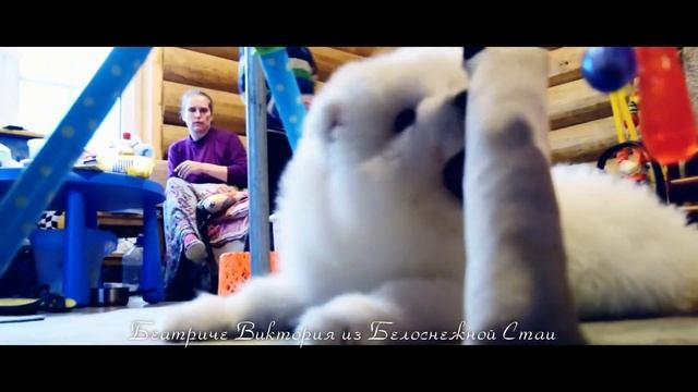 Ах вот зачем придуманы детские турнички! Щенок самоеда 2.5 месяца играет с детским турничком)) смотреть онлайн