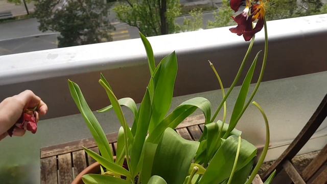 TULIP AFTERCARE in pots and gardens смотреть онлайн