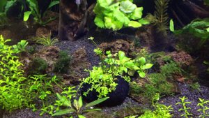 Вабикуса в аквариуме