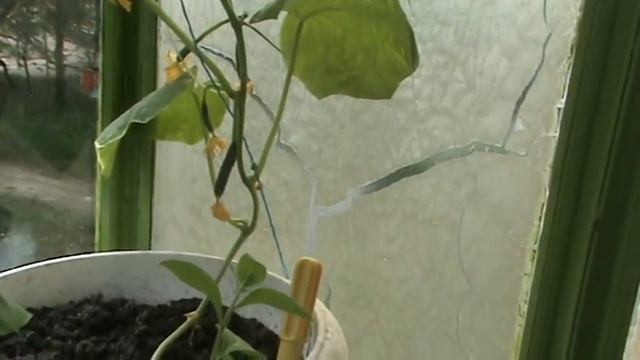 Огурчики требуют калийных удобрений ! Огурцы на балконе. смотреть онлайн