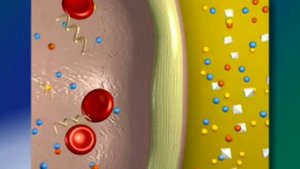 физиология ПД