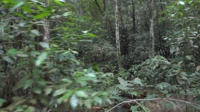 Rio de Janeiro - Tijuca Rainforest Walk смотреть онлайн