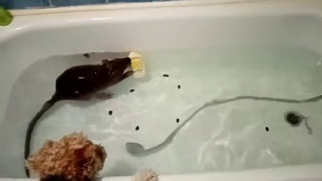 прикольные домашние животные (часть 2)🙃