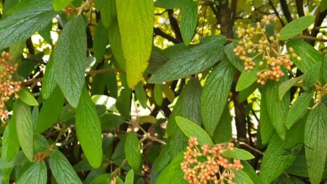 Viburnum rhytidophyllum kalina vrásčitolistá смотреть онлайн
