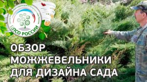 Можжевельники для ландшафтного дизайна. Обзор сортов можжевельника.