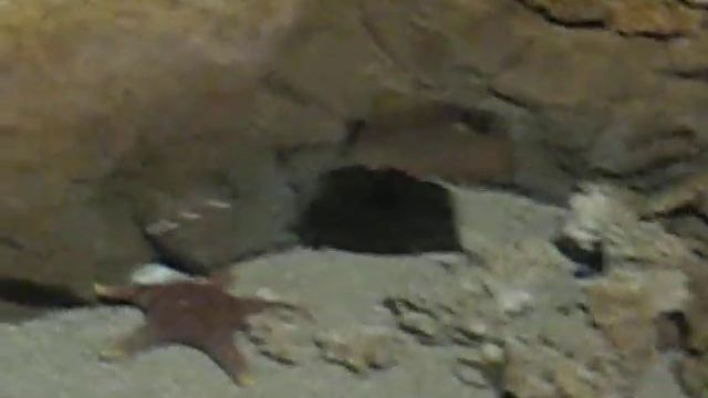 Океанариум 3. Рак омар лобстер смотреть онлайн