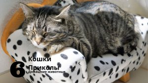 Приколы с Кошками | Смешные Коты и Кошки