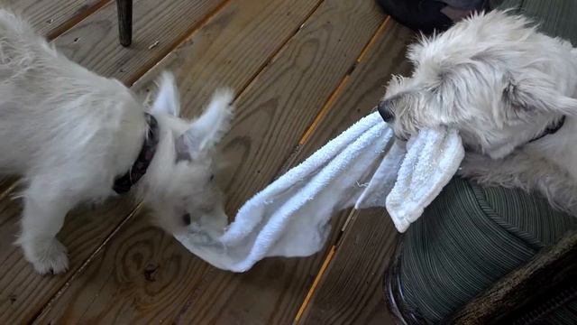 Sniffy dogs смотреть онлайн