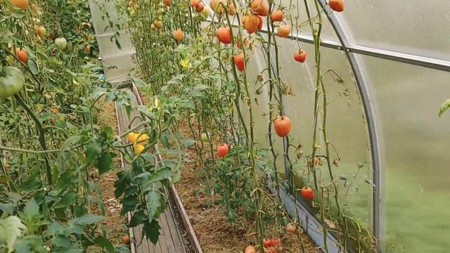 Томаты в конце сентября. 27.09.2021 смотреть онлайн