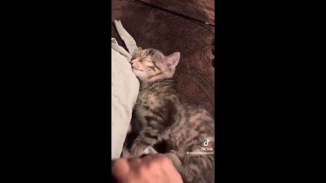 Смешные видео с кошками - Милые коты и котята