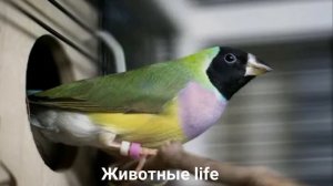 АМАДИНА ГУЛЬДА?/Птицы/Животные/Интересные факты