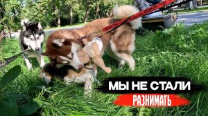 АГРЕССИВНЫЕ ХАСКИ НА СОБАЧЕЙ ПЛОЩАДКЕ