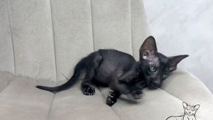 Ориентальный котёнок, окрас - чёрный дым. 2,5 месяца