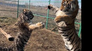 Таха - боевой Тигр!)Вместе тесно , а врозь скучно !)