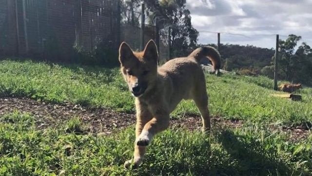 Все ахнули! Найденный щенок оказался совсем не тем, кем ожидали смотреть онлайн