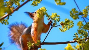 Удивительный Мир Природы!