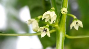 Перцы чили дома: думы об удобрении и подрезке