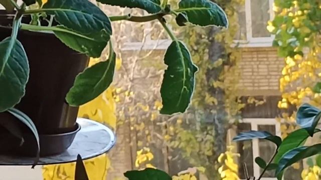 Комнатные растения. Дягтярное мыло против НасекомыхКомнатные растения. Дягтярное мыло против Насеком смотреть онлайн