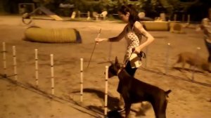 Doberman in Beginner Agility Class 2012