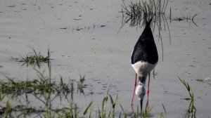 Cigüeñuela en el P.N. de Doñana - seo.org/camaras