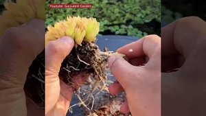 Размножение суккулентов