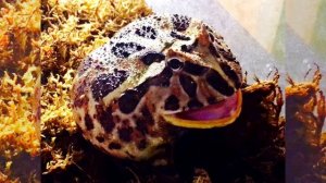 Голос (квакание) рогатой лягушки – Аудиозапись