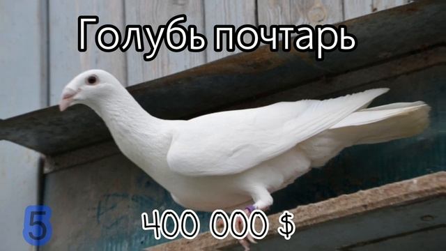 САМЫЕ ДОРОГИЕ ГОЛУБИ В МИРЕ