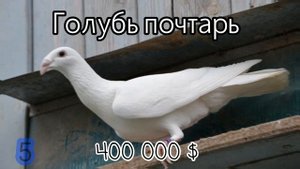 САМЫЕ ДОРОГИЕ ГОЛУБИ В МИРЕ