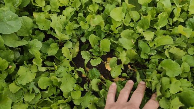 Нитроаммофоска СЕРОГО цвета! Что не так? Провёл эксперименты! Влияние на рост... Розовая!