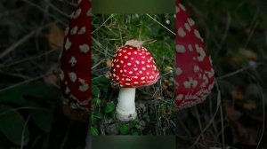 Ядовитые грибы и ягоды.