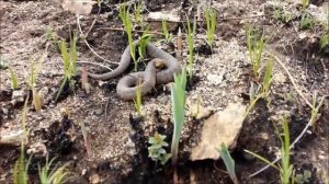 Змеи Приморского края Herping 2017. Snakes of Primorye.