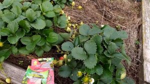 Земляника из семян. Грандиан и Медовый вкус. Результат.