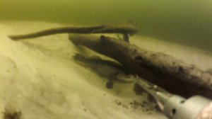 подводная охота на судака и сома