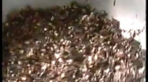 Пересадка годовалого Адениума, грунт медленно просыхает устанавливаем причину этого.