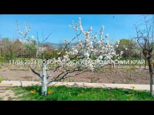 Прощальный урожай черешни.....