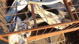 Ярмарка голубей г. Энгельс 11.11.2023г. часть 1