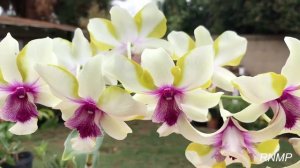 Dendrobium Nopporn Starbright