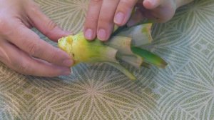 Ананас дома. Как вырастить ананас. Эксперимент с гнилым ананасом. Часть 2